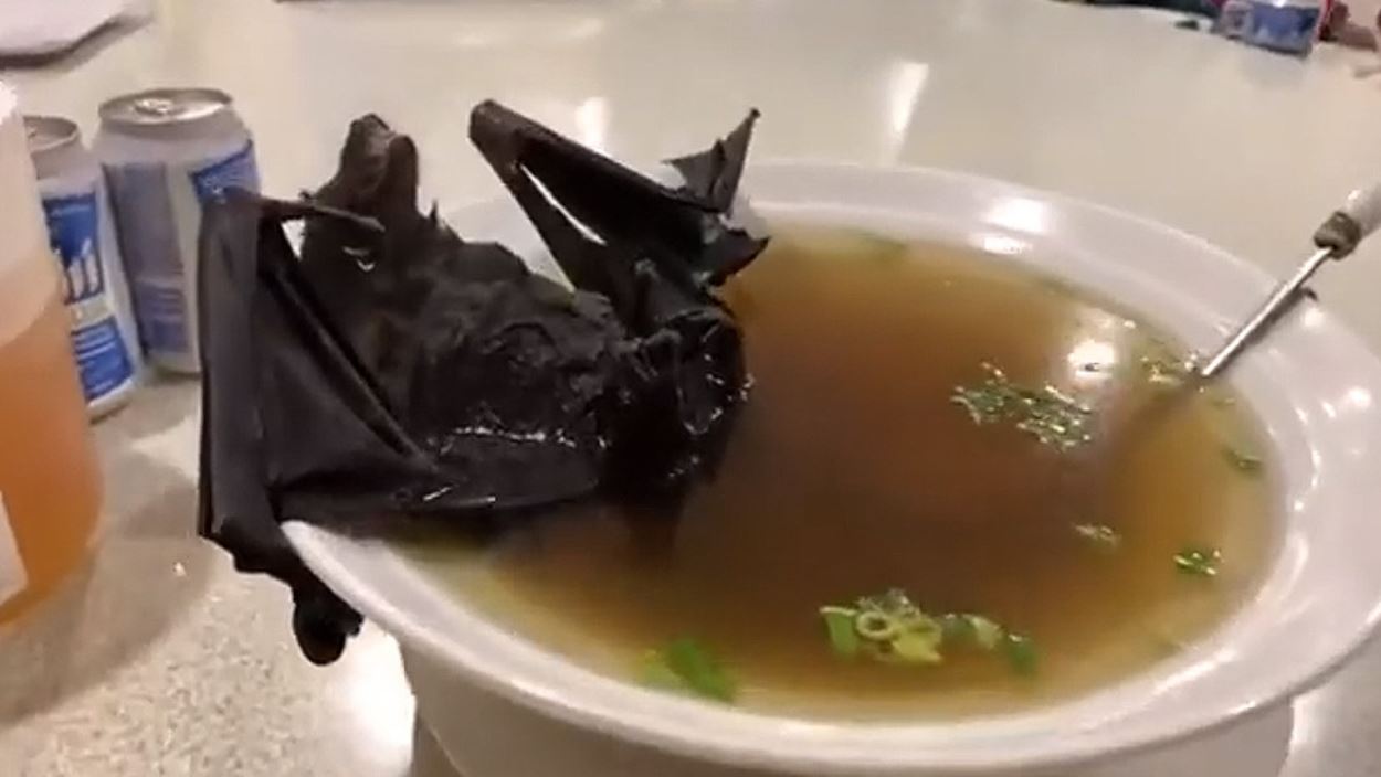 Una sopa de murciélago habría originado el coronavirus - Primera Hora